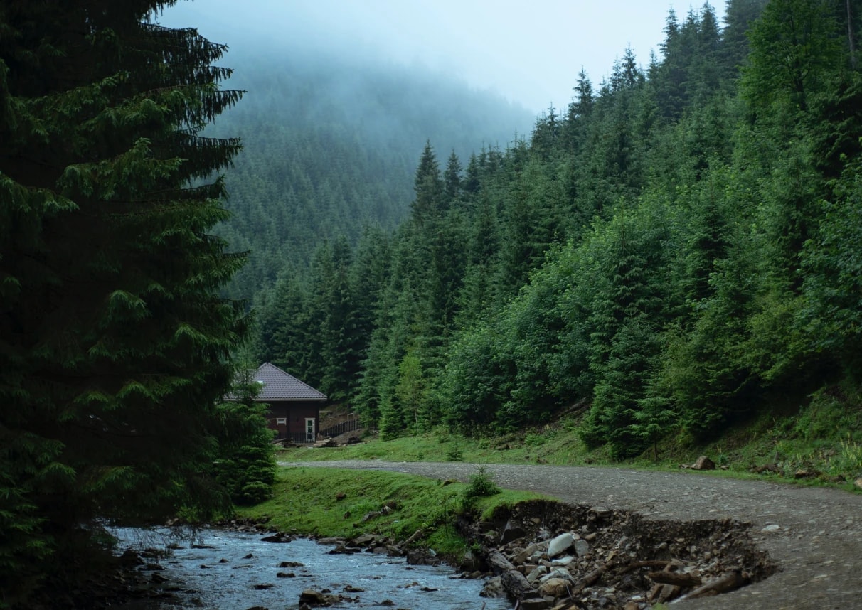 carpathian mountain's forest